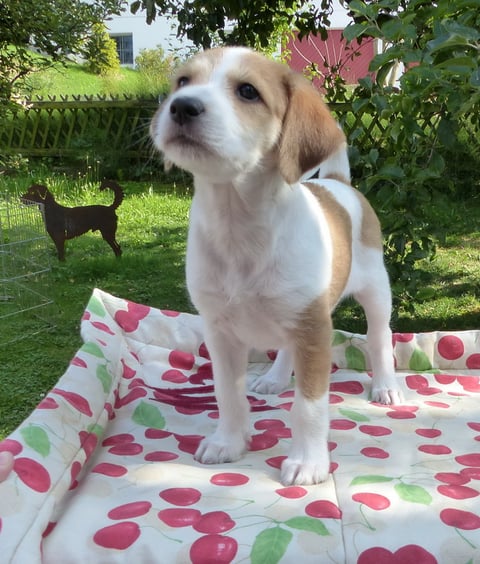 Chlini Candis, Woche 8