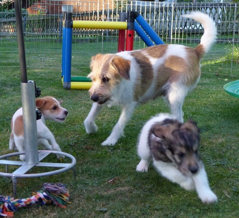 Wurzel hat alle Pfoten voll zu tun... ;-)