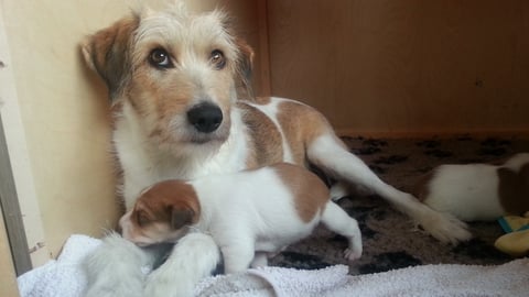 Wurzel mit Brinzessin 2