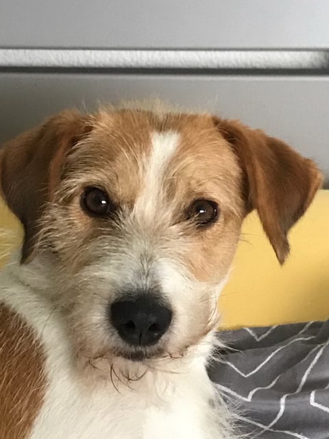 ihren Namen trägt Bijou zu recht!