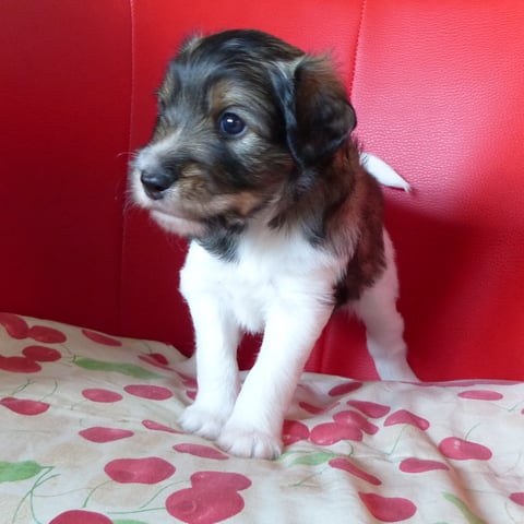 Caruso, 5. Lebenswoche