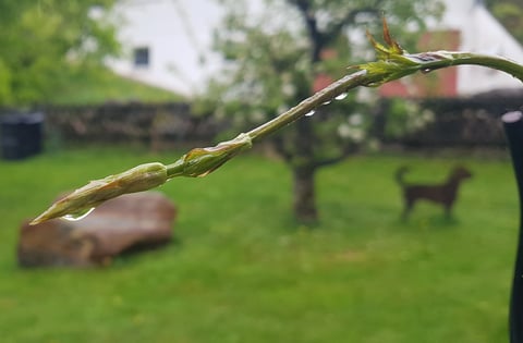 die Natur ist dankbar für den Regenguss, der diese Woche sehr ergiebig fällt...