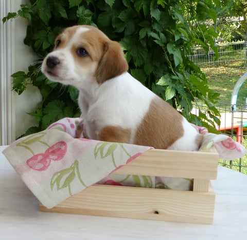 Chlini Candis, Woche 6