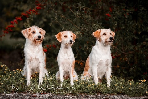 Tuba, Candis, Wurzel, Herbst 2018 - Foto: www.brigittekreisl.ch