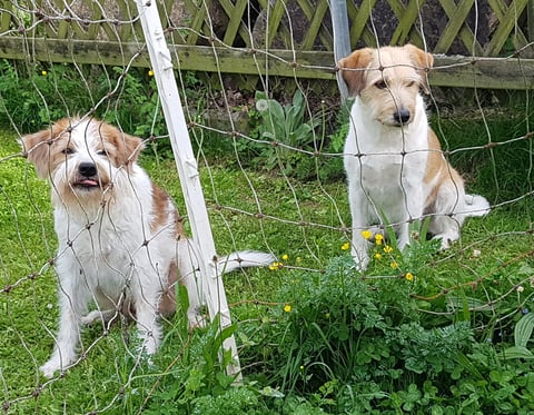 "ätsch!" meint Tuba - "ihr müsst baden und ich nicht!"