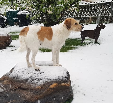 kurz mal raus - unfassbar... sogar Schnee heute...