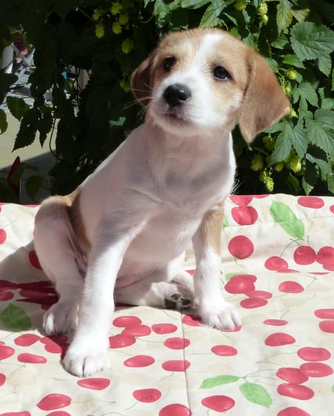 Chlini Candis, Woche 9