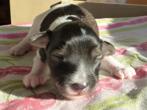 Caruso, 2. Lebenswoche