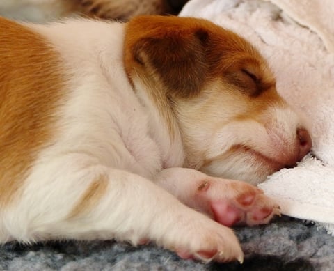 unsere Brinzessin 2 träumt seelig...