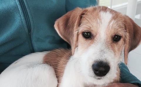 Bijou vom Chirsgarten, Anfang September 2015