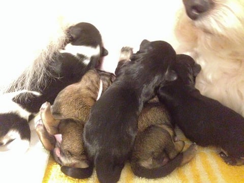 ハバニーズ ブリリアントハバニーズ 子犬