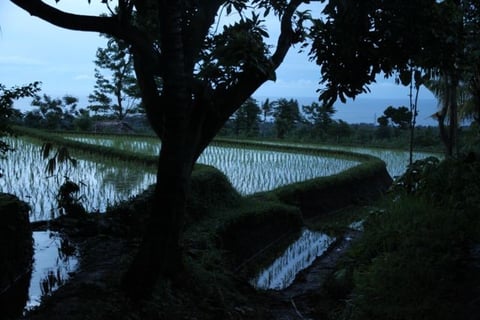 Abendspaziergang zu den Reisterrassen im Dorf