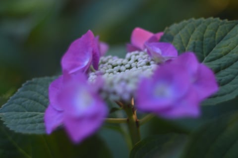 福岡 平尾美容室　あじさい