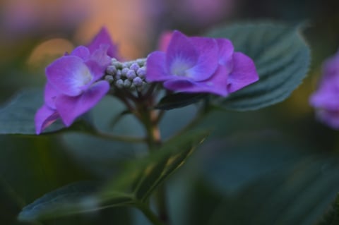 福岡 平尾美容室　あじさい