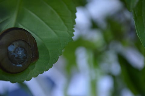福岡 平尾美容室　カタツムリ