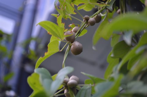 福岡 平尾美容室　むかご
