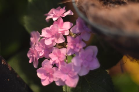福岡 平尾美容室　あじさい