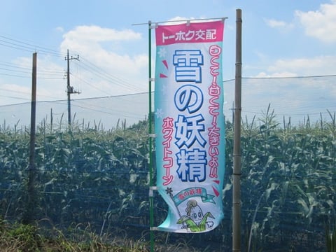 雪の妖精/東京インテリアデザインセンター/家具/栃木県鹿沼市/野菜ソムリエ/トウモロコシ