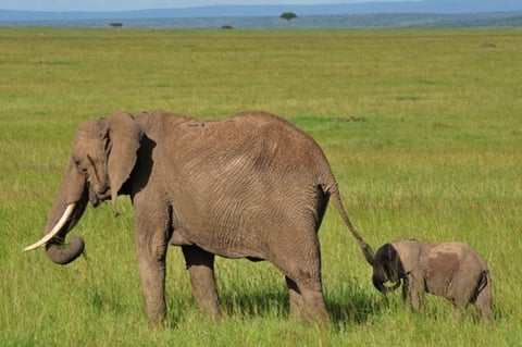 サファリの象の親子