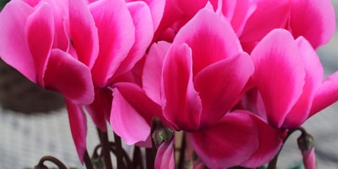 生産直売の宮子花園は、元気で長く咲いてくれるシクラメンを全国発送しています。丁寧に葉組みしていますから、花数も多く長く楽しめるシクラメンです。