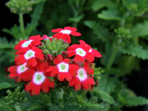 生産直売の宮子花園は、花壇が無くてもプランターでガーデニングを楽しめるよう各種寄せ植え教室を実施しています。