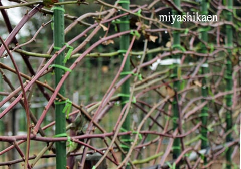ベランダやプランターでも、ブラックベリーの苗は育てられます。夏はポットフット等の上に鉢を置いて、地面から鉢との間に隙間を作りましょう。