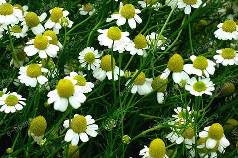 ハーブティーで一番人気のジャーマンカモミールは、甘い香りでリラックス効果のあるハーブ苗です。