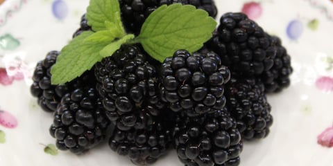 宮子花園は無農薬で育てたブラックベリーの実を、数量限定で販売しています。