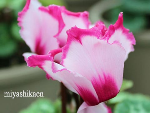 生産直売の宮子花園は、元気で長く咲いてくれるシクラメンを全国発送しています。ギフト用にラッピングいたします。ガーデンシクラメンは丈夫で育てやすく楽しいガーデニングにおススメです。