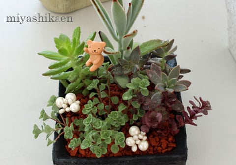 土を使わず、セラミスや炭などで植え込むハイドロカルチャーの多肉植物の寄せ植えは、穴の開いていない容器に寄せ植えすることが出来ます。