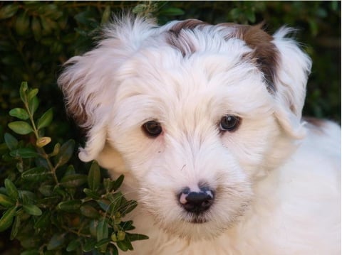 Wer kann diesem Blick schon widerstehen?