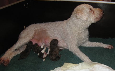 Elena met haar pasgeboren pups