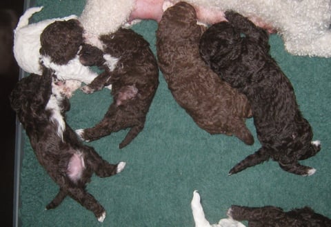 Boukje, Balou en Biba keten, Bolero en Bobby eten