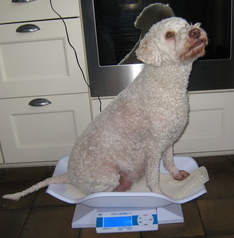 Ruim 16 kilo....exclusief staart !