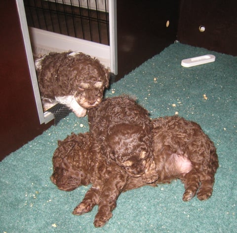 Volg mij maar Alice, ik weet de kortste weg naar mama !