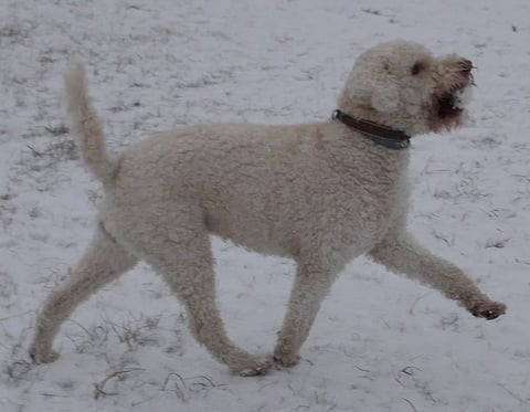 Bente (Lisas Bonnie de Wollige Hond)