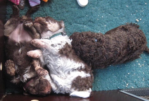 En ze liggen er beslist niet wakker van