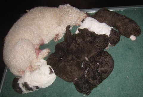 Moeder en kinderen in diepe rust