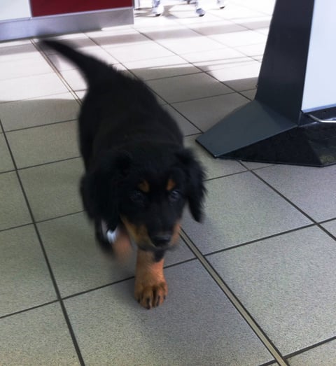 Bera wedelt nach der Blutabnahme durch die Tierarztpraxis, 25.03.2013