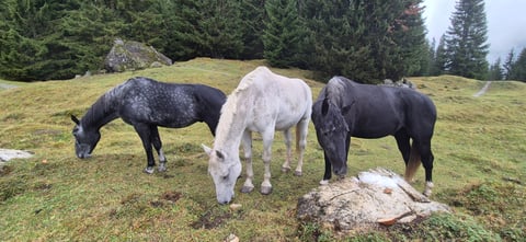 Elfried          Amigo       Leon