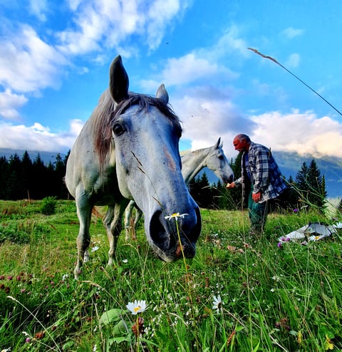 Jürg bei seinen geliebten Pferden