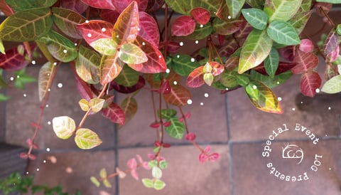 LOGスペシャルイベント