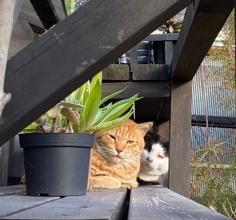 リーブズオブグラス SALE