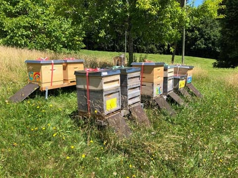Bienenstand für die Bestäubung der Obstbäume