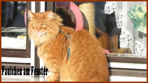 Paulchen beobachtet die Amseln am Futterhäuschen