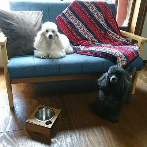 プードルのペットホテル