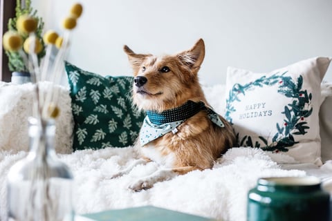 hundsoadli Weihnachtsshooting Hund mit Wendehalstuch