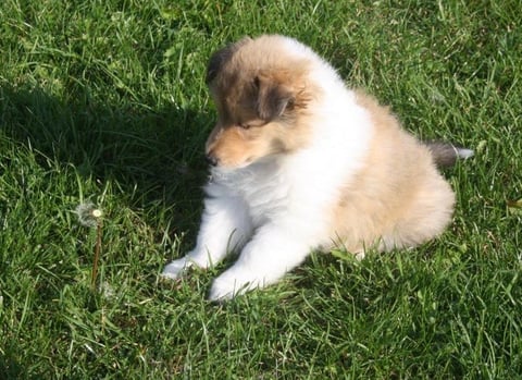 Schmeckt leider überhaupt nicht !