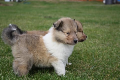 Gitonga Gyasi of little Queensland