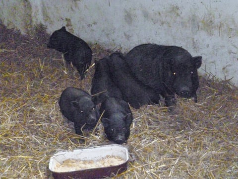 Mama mit 4 männl. u. 1 weiblichen Ferkel